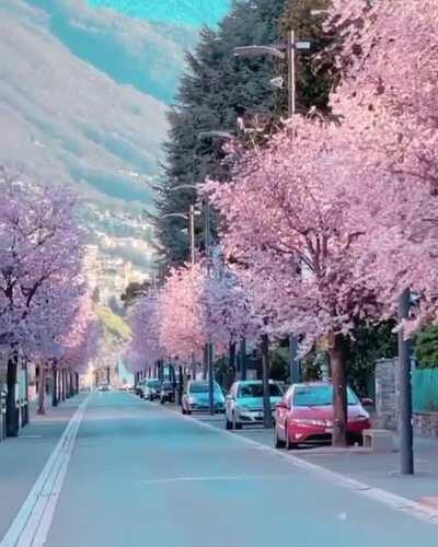 A road of cherry blossoms in Switzerland