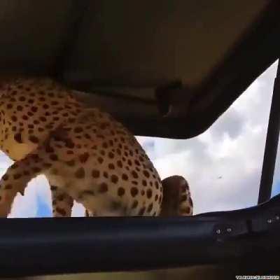 Just a cheetah catching some shade - no need to panic..I don't know but I reckon a lot of clenching of buttocks would take place...or maybe take a selfie with said Cheetah...
