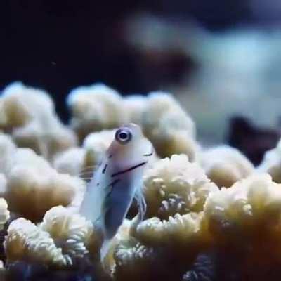🔥Goby fish chilling 🔥