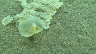 Meet this little fella, Melibe Viridis, a species of sea slug