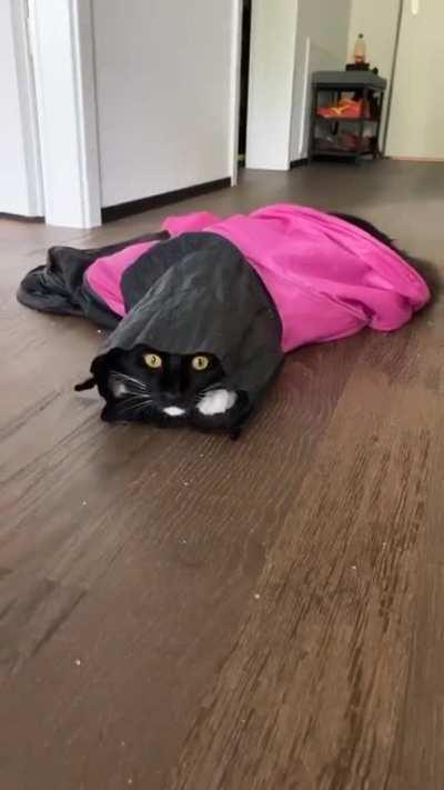 Cat Spy doing surveillance