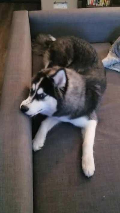 Ok Google, Tranlate....