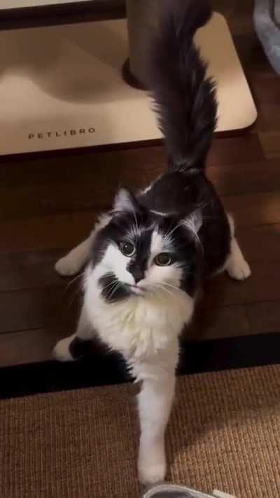 This is Phoebe and she needs all the attention.