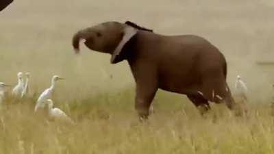 TIL that Baby elephants don't learn to control their trunks until they’re about a year old.
