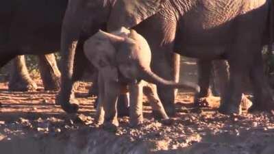 THIS is how you bring it around town