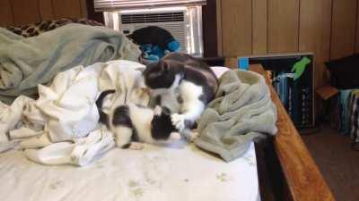 Adorable criminal not cooperating for the authorities