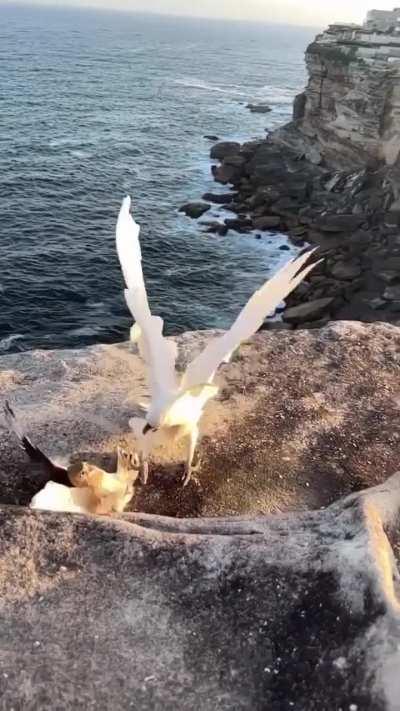 Nankeen Kestrel vs Sulphur Crested Cockatoo