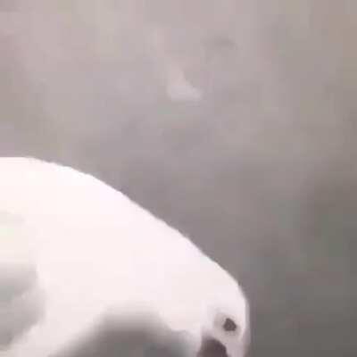 Y’all tryna get top from the goose?!?