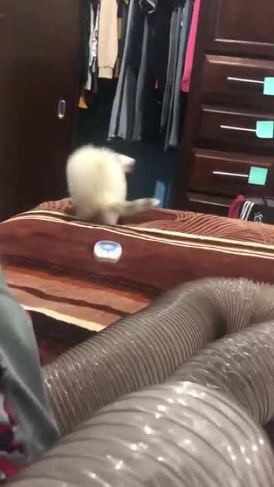 Ferret.exe not responding - □ X [ close ] [ wait for the program to respond ]