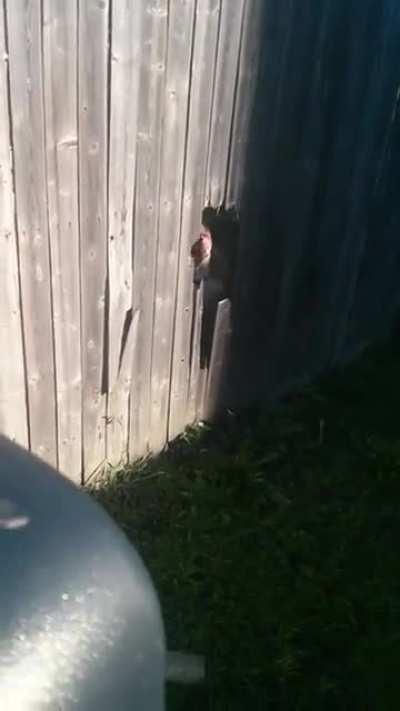 POV: The dog saw you filming vertically