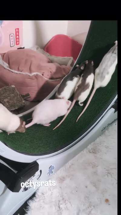 Here are six girls on wheel. You can see why I need to supervise when girls are on wheel. Girls get very excited on wheel.