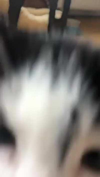 get sniffed by my curious baby