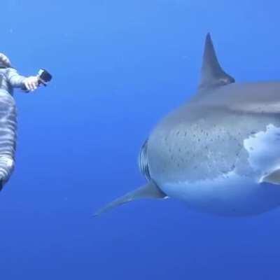 Behold The Great White Shark