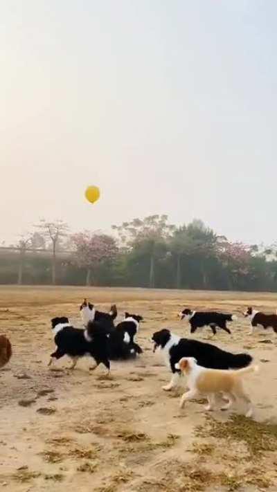 These Border Collies and their balloon-zoomies...