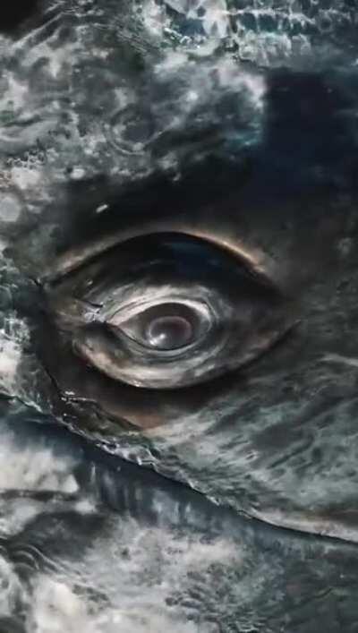 Whale's eyes