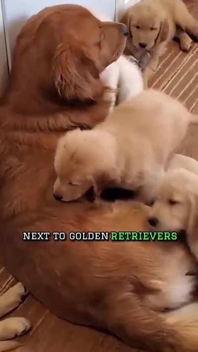 Pro-pitbull bullshit 