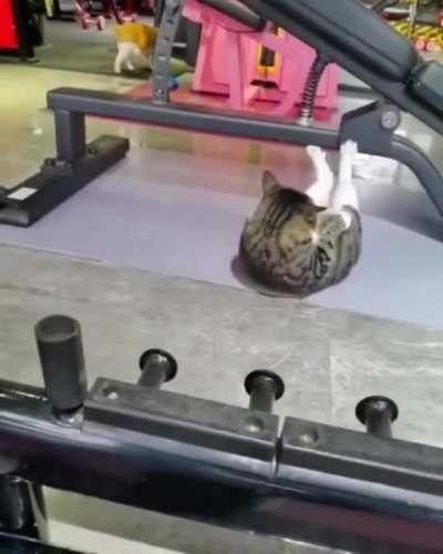 Motivation Cat - No excuses!