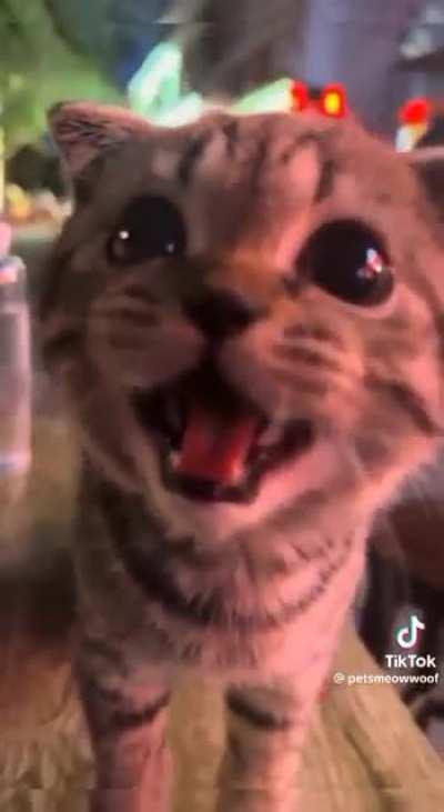 That's a very cute cat.