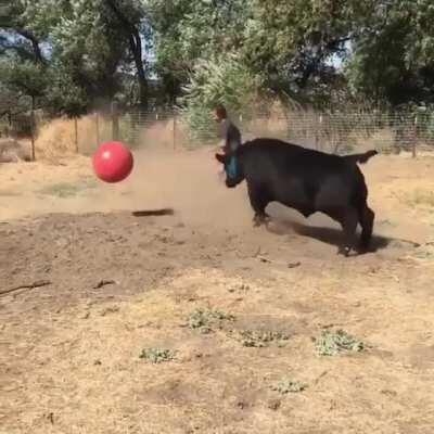 Cows are so playful!