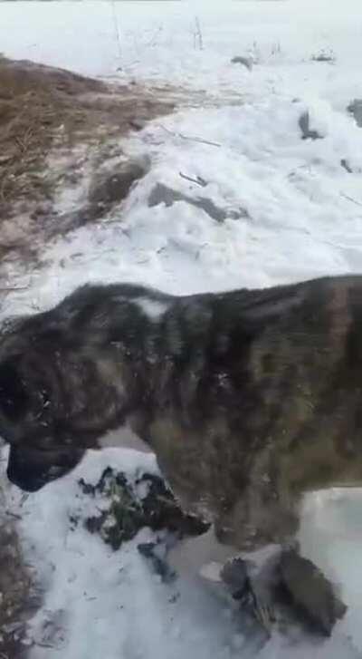 Animals frozen alive -51 °C, kazakhstan