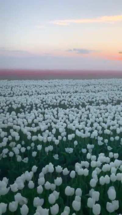 Tulip fields in Netherlands