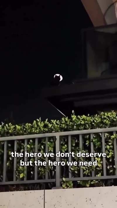 Can I call him bat-cat? Or the cat knight ? 😅