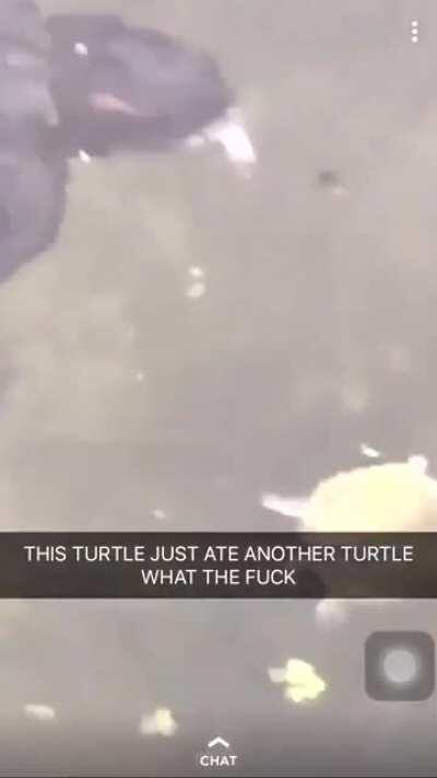Turtle cannibalism