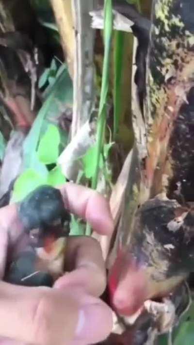 Man installs upgraded bird in a tree