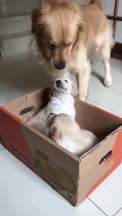 Golden boy meets new babies