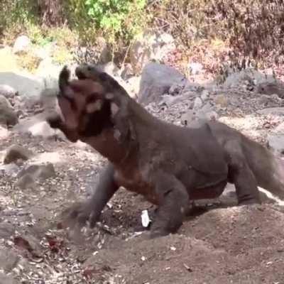🔥 Komodo dragon also known as komodo monitor lizard also known as komodo monster