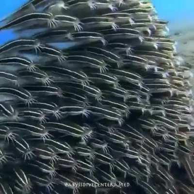 🔥A school of juvenile striped eel catfish huddle closely together as protection from predators as they take turns feeding on the ocean floor. 