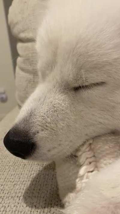 I need my beauty sleep. Leave me alone.