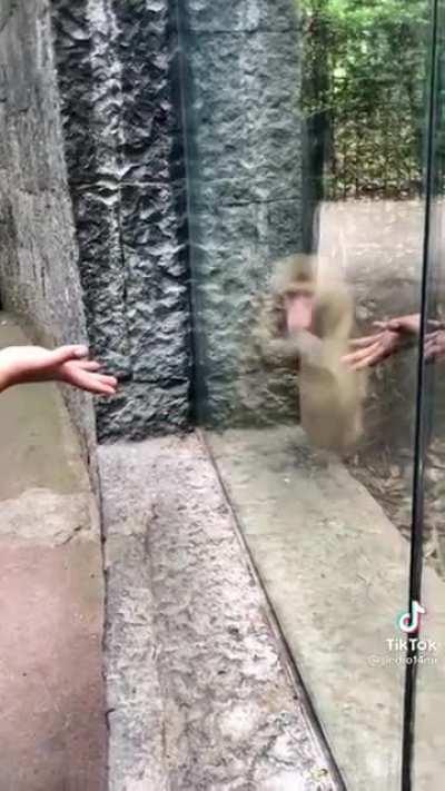 Monke gets its mind blown