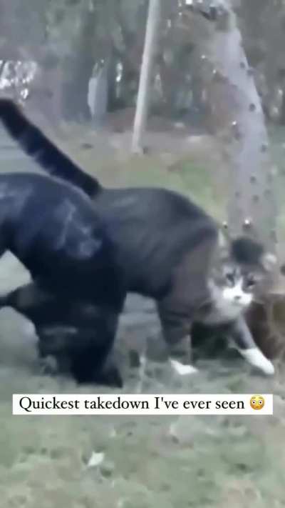 You can't convince me cats don't train.