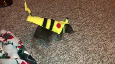 Olives 1st time trying on a Pikachu costume!