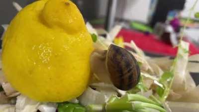 Snail tries lemon and has a big reaction