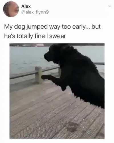 Doggo fail