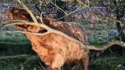 Having a good scratch 🐮