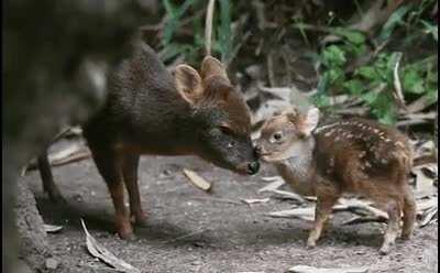 The southern pudu is the smallest deer in the world