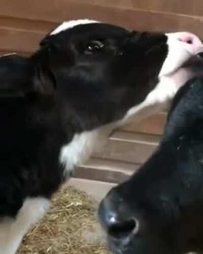 Meet Cameron and Clifton.. two newborns who were rescued from a dairy farm. Both boys now live at Sisu Refuge Farm Sanctuary and they just turned two last week!