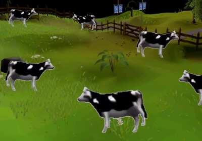 Lumbridge cows during login server issue