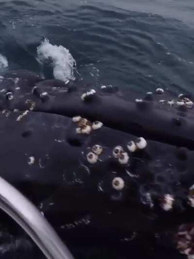 Close encounter with a humpback whale