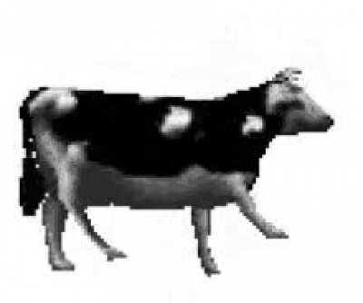 cow dancing (or cow kicking his leg)