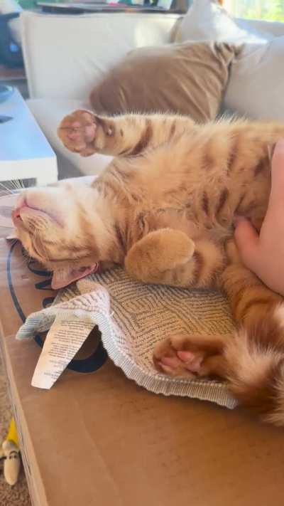 never met a cat who loves tummy scritches as much as this guy