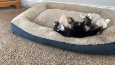 Picked up a wiggle but last weekend