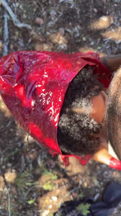 Red Riding Hood sucking the Big Bad Wolf