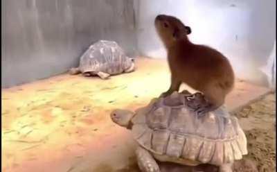 Capybara riding a turtle