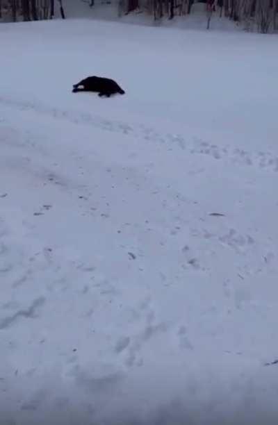 Omg they’re so cute just sliding down