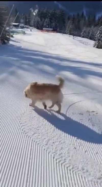 Sleds are overrated!!