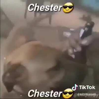 Chester 😎